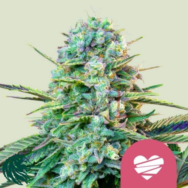 Wedding Crasher - Royal Queen Seeds