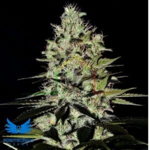 Wernard Auto - Positronics Seeds