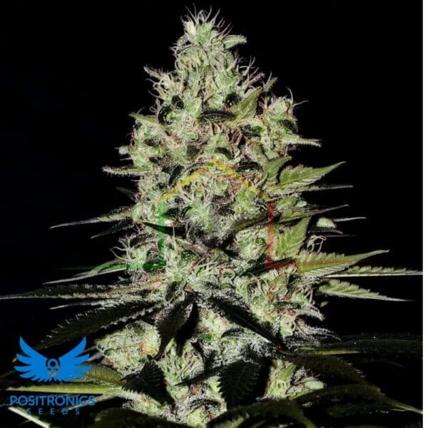 Wernard Auto - Positronics Seeds