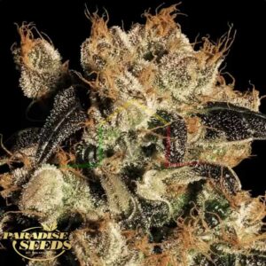 White Berry - Paradise Seeds