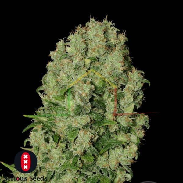 White Russian Regular - Serious Seeds