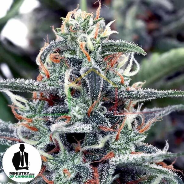 WHITE WIDOW DE MINISTRY OF CANNABIS