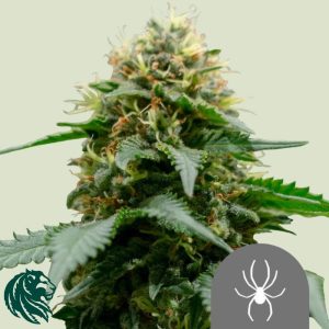 White Widow Regular - Royal Queen Seeds