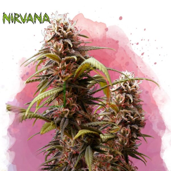 Wonder Woman - Nirvana Seeds