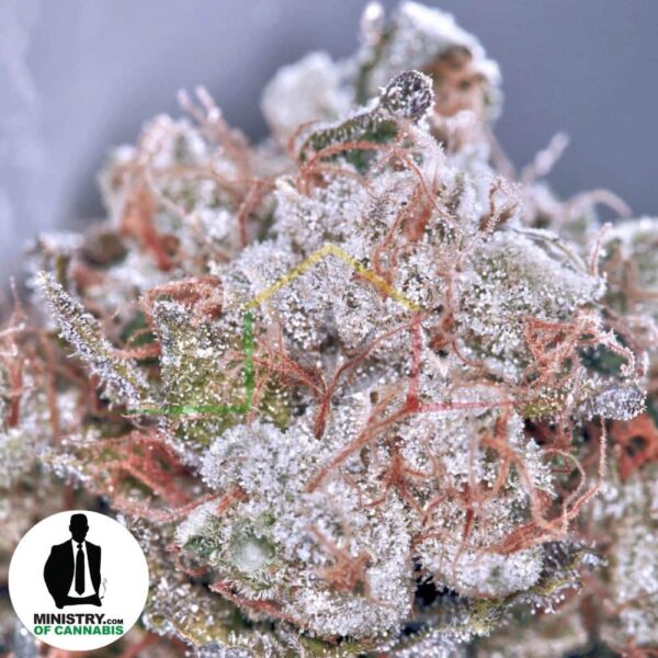 ZENSATION DE MINISTRY OF CANNABIS