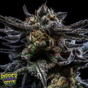 Zombie Kush - Ripper Seeds