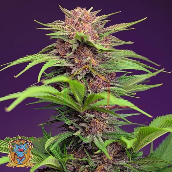 Red Mimosa XL Auto - Sweet Seeds