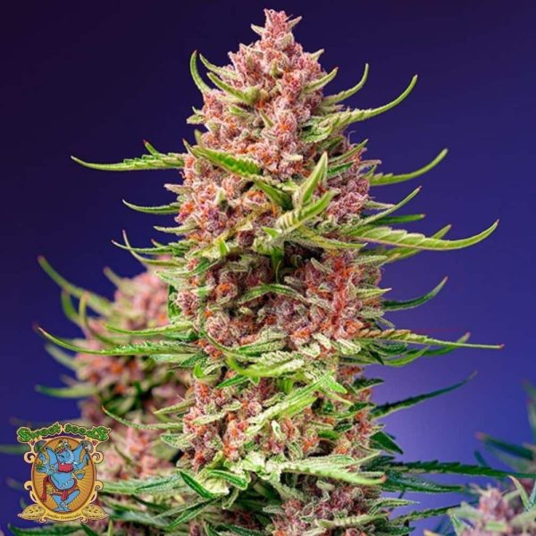Strawberry Cola Sherbet F1 Fast Version - Sweet Seeds