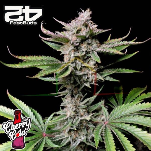 Cherry Cola Auto - Fast Buds