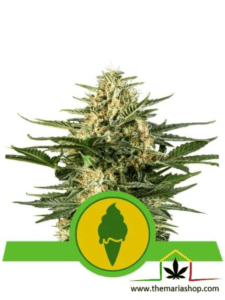 Green Gelato Auto - Royal Queen Seeds / graines autofloraison avec plus de THC