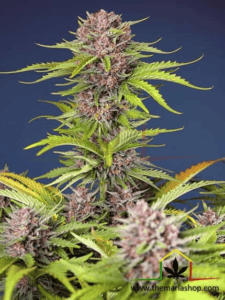 Mimosa Bruce Banner XL Auto - Sweet Seeds