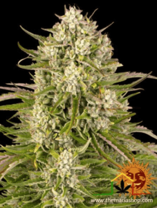 Wedding Cake Auto - Barney's Farm