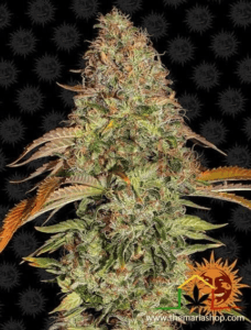 Zkittlez OG Auto - Barney's Farm / graines autofloraison avec plus de THC