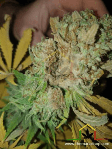 Botrytis in bud