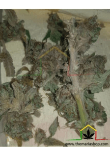 Botrytis on bud, trunk and leaves