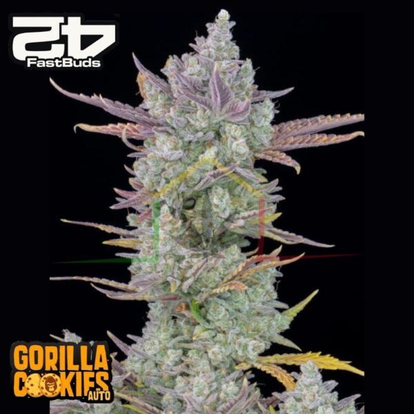 Gorilla Cookies Auto - Fast Buds