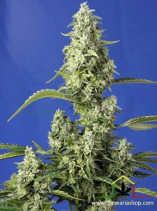 Gorilla Girl XL Auto - Sweet Seeds