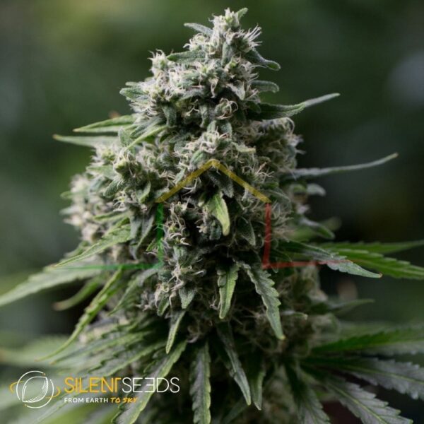 Critical+ 2.0 - Silent Seeds