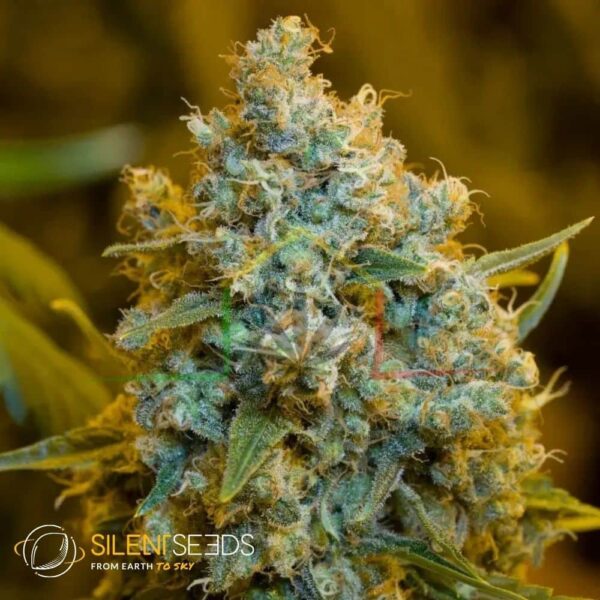 Critical Jack - Silent Seeds