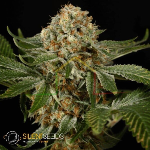 OG Kush - Silent Seeds
