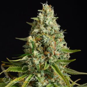 Amnesia Lemon - Silent Seeds
