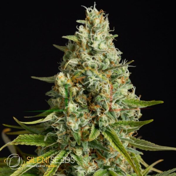 Amnesia Lemon - Silent Seeds