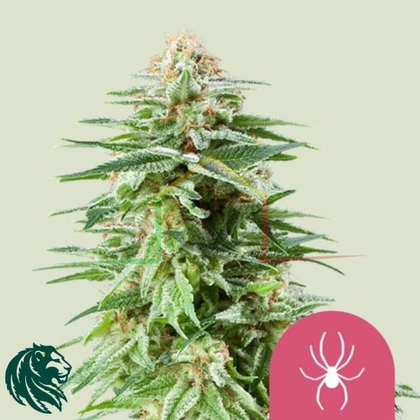 White Widow - Royal Queen Seeds