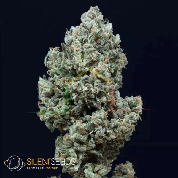Critical+ 2.0 Auto - Silent Seeds