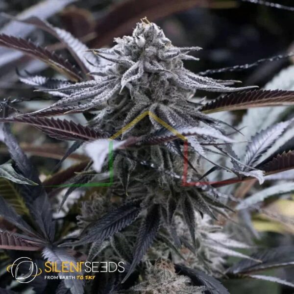 Grape Juice - Silent Seeds