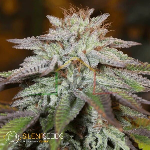 L.A Vanilla Cake Auto -Silent Seeds