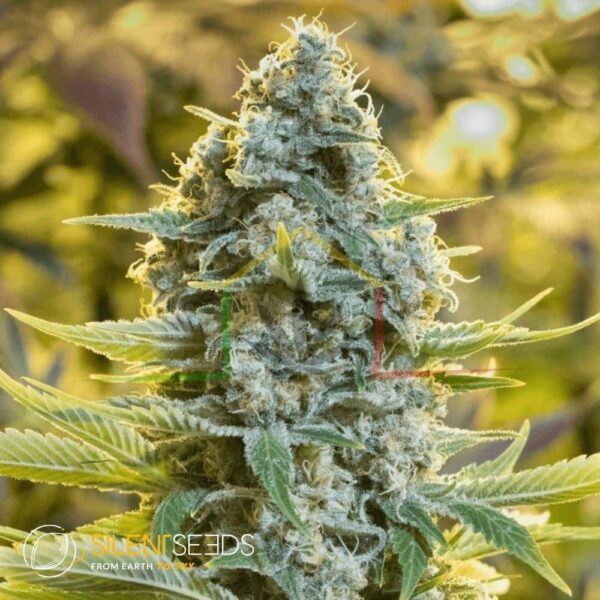 Moby Dick Auto - Silent Seeds