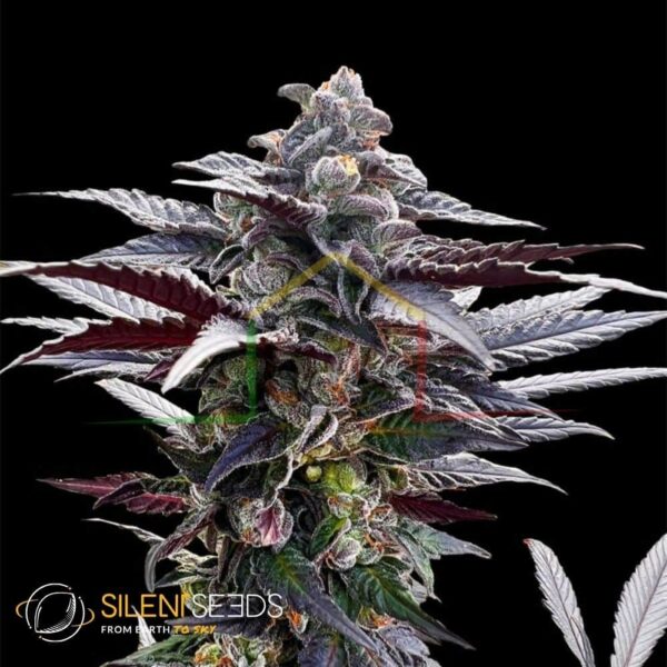 Pink Sunset by Sherbinskis - Silent Seeds
