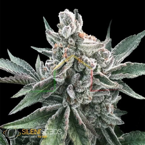 Polar Gelato Auto by Sherbinskis - Silent Seeds