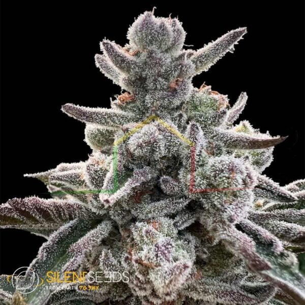 Polar Gelato by Sherbinskis - Silent Seeds
