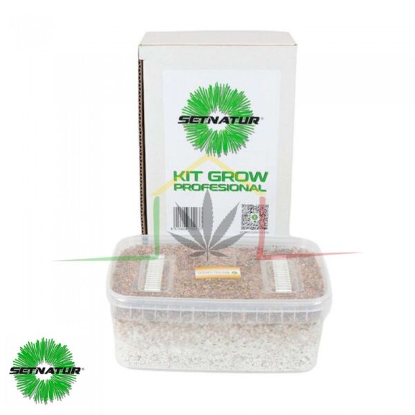 Kit pan de setas Golden Teacher