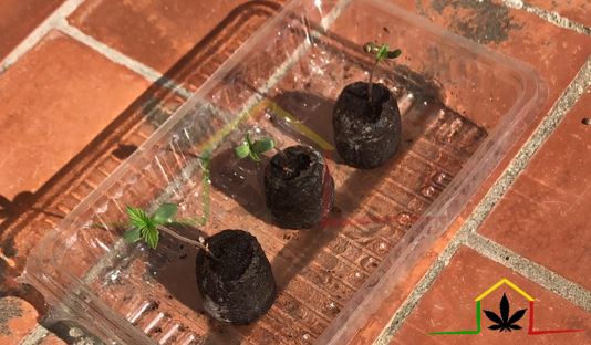 Empieza cultivo marihuana de guerrilla exterior