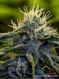 Afghan Auto - Positronics Seeds