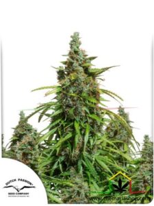 Auto Mazar - Dutch Passion - Best guerrilla seeds