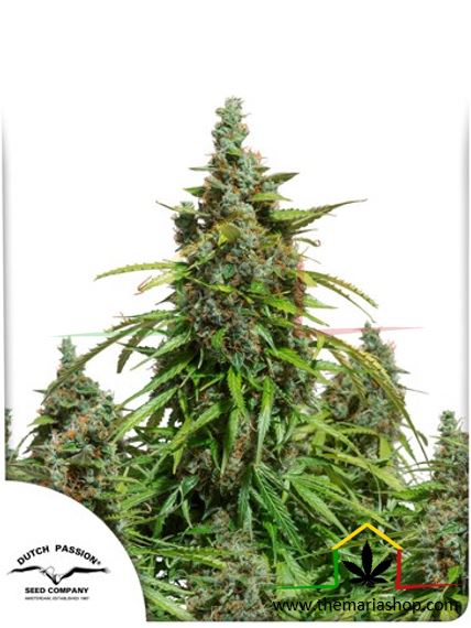 Auto Mazar - Dutch Passion - Meilleures graines guérilla