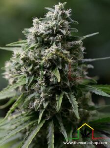 Critical + 2.0 - Silent Seeds - Best guerrilla seeds