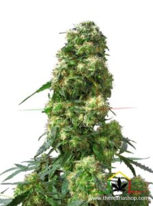 Early Skunk - Sensi Seeds - Best guerrilla seeds