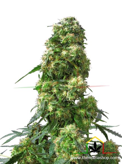 Early Skunk - Sensi Seeds - Meilleures graines guérilla