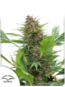 Frisian Duck - Dutch Passion - Grow guerrilla