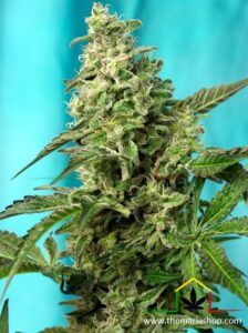 Green Poison Fast Version - Sweet Seeds - Best guerrilla seeds