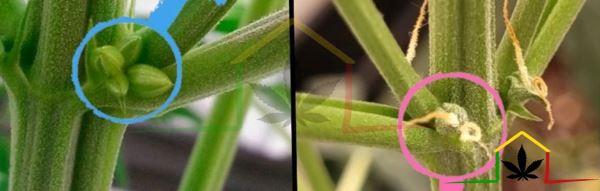 Male and female plants
