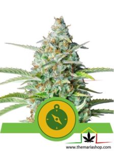 Northern Light auto - Royal Queen Seeds - Best guerrilla seeds