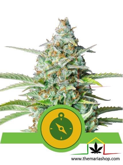 Northern Light auto - Royal Queen Seeds - Meilleures graines guérilla