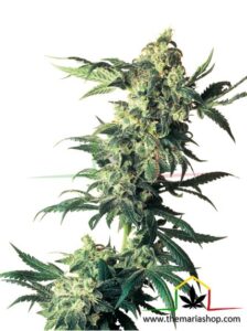 Northern Lights - Sensi Seeds