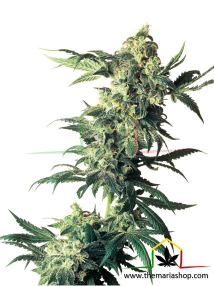 Northern Lights - Sensi Seeds