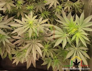 Pre-flowering of cannabis - Cannabis plants not budding